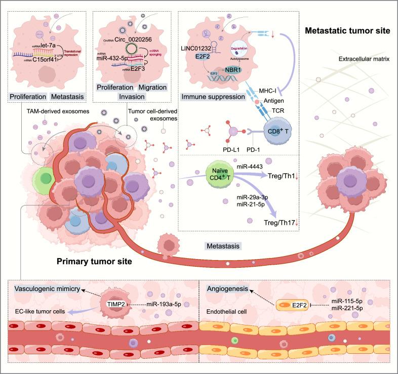 https://cdn.ncbi.nlm.nih.gov/pmc/blobs/8d11/12034189/47fe2dd72fec/12951_2025_3321_Fig3_HTML.jpg