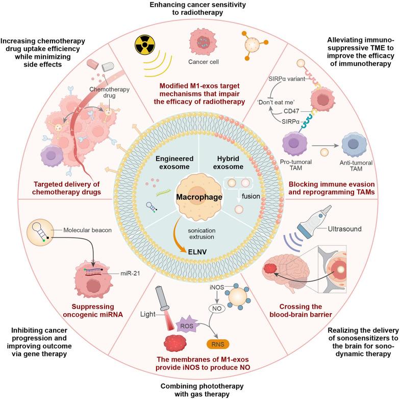 https://cdn.ncbi.nlm.nih.gov/pmc/blobs/8d11/12034189/fd2d8c30fdc3/12951_2025_3321_Fig4_HTML.jpg
