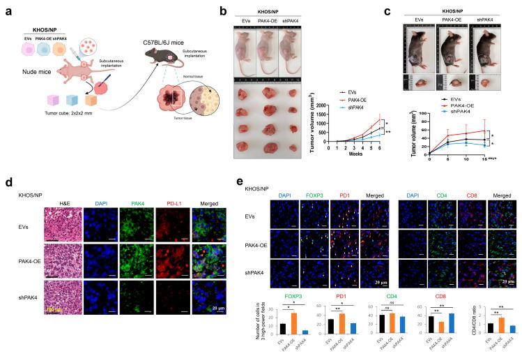 https://cdn.ncbi.nlm.nih.gov/pmc/blobs/8d13/11394300/105b6fb268d6/cells-13-01444-g005.jpg