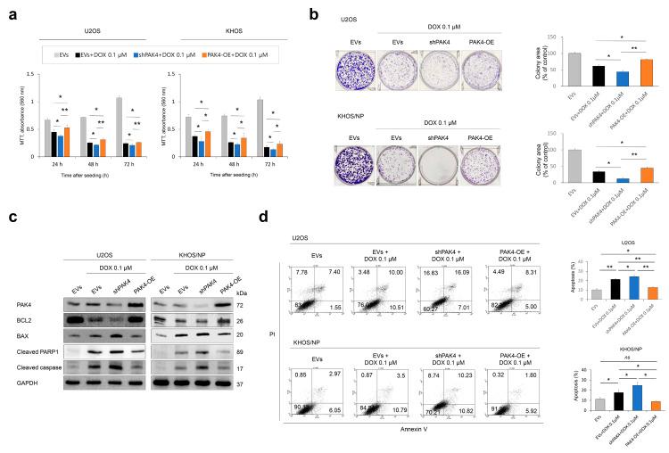 https://cdn.ncbi.nlm.nih.gov/pmc/blobs/8d13/11394300/82c196aa33d9/cells-13-01444-g003.jpg