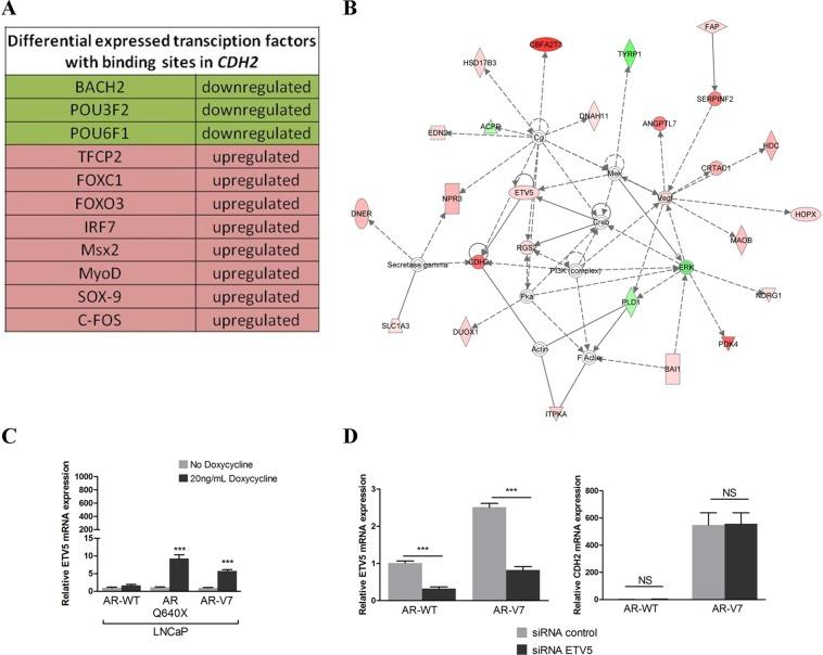 https://cdn.ncbi.nlm.nih.gov/pmc/blobs/8d1a/5641107/fe2c99426052/oncotarget-08-72008-g001.jpg