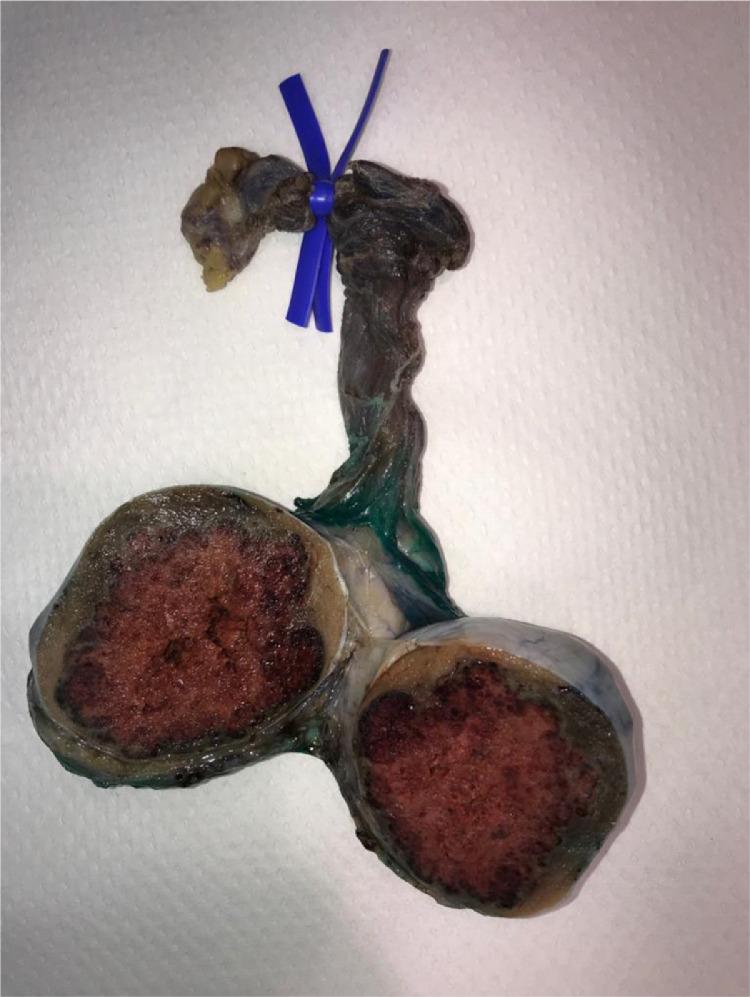 https://cdn.ncbi.nlm.nih.gov/pmc/blobs/8d1c/7881168/87d804701b65/gr5.jpg