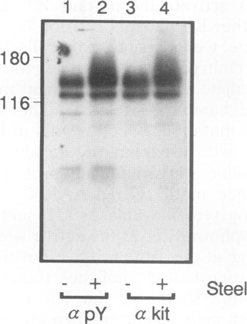 https://cdn.ncbi.nlm.nih.gov/pmc/blobs/8d1e/360141/7895e961c1dc/molcellb00140-0138-b.jpg