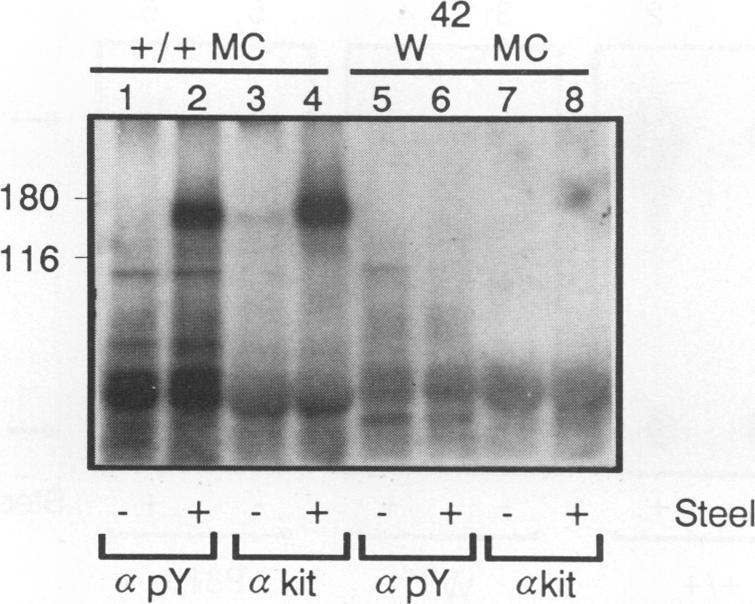 https://cdn.ncbi.nlm.nih.gov/pmc/blobs/8d1e/360141/cd6ed4b68e19/molcellb00140-0137-a.jpg