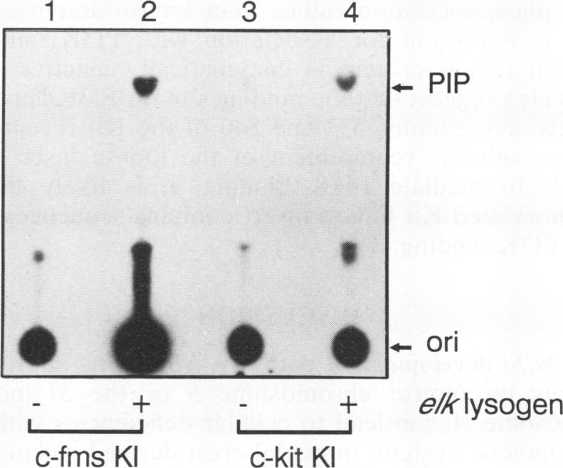 https://cdn.ncbi.nlm.nih.gov/pmc/blobs/8d1e/360141/f6aec089076c/molcellb00140-0139-b.jpg