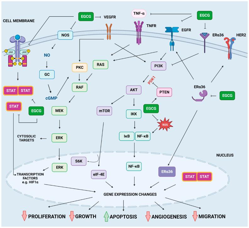 https://cdn.ncbi.nlm.nih.gov/pmc/blobs/8d20/10343677/554c47c68d38/molecules-28-05246-g004.jpg