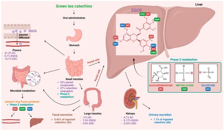 https://cdn.ncbi.nlm.nih.gov/pmc/blobs/8d20/10343677/e32864c88801/molecules-28-05246-g005.jpg