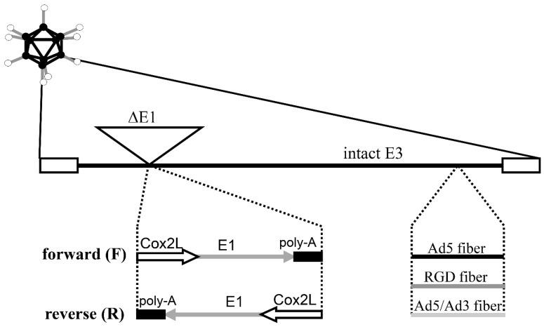 https://cdn.ncbi.nlm.nih.gov/pmc/blobs/8d27/10144787/db14c8742853/viruses-15-00901-g001.jpg