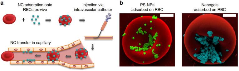 https://cdn.ncbi.nlm.nih.gov/pmc/blobs/8d33/9576611/874bd4666561/thnov12p7080g002.jpg