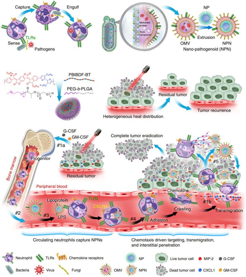 https://cdn.ncbi.nlm.nih.gov/pmc/blobs/8d33/9576611/ef22438ab446/thnov12p7080g003.jpg