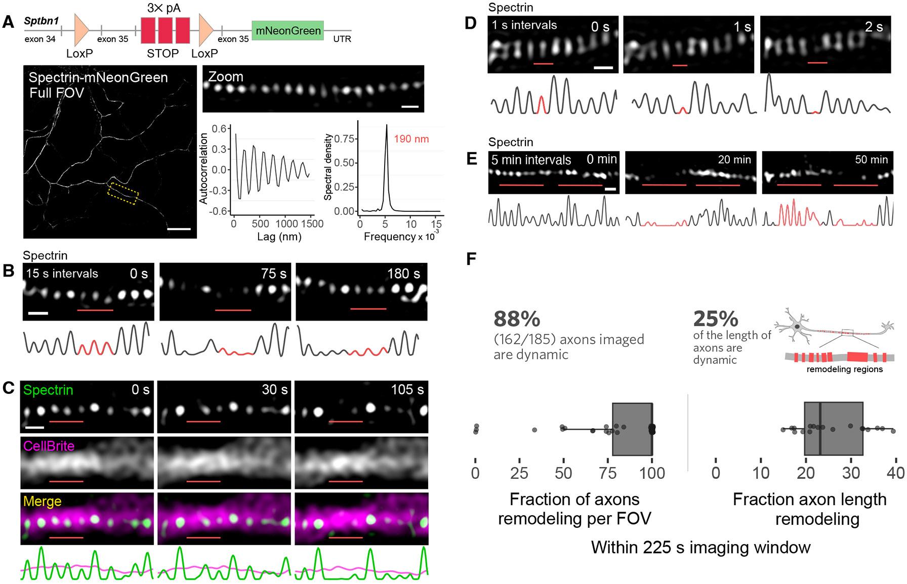 https://cdn.ncbi.nlm.nih.gov/pmc/blobs/8d37/12333566/e2c03294b3f7/nihms-2098478-f0001.jpg