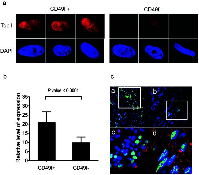 https://cdn.ncbi.nlm.nih.gov/pmc/blobs/8d43/3660065/23fc38a34bc8/oncotarget-03-998-g004.jpg
