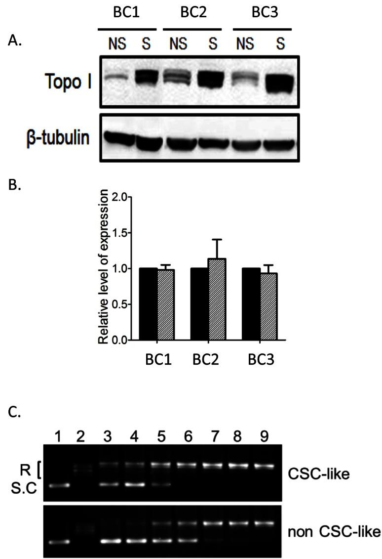 https://cdn.ncbi.nlm.nih.gov/pmc/blobs/8d43/3660065/7b938721b424/oncotarget-03-998-g003.jpg