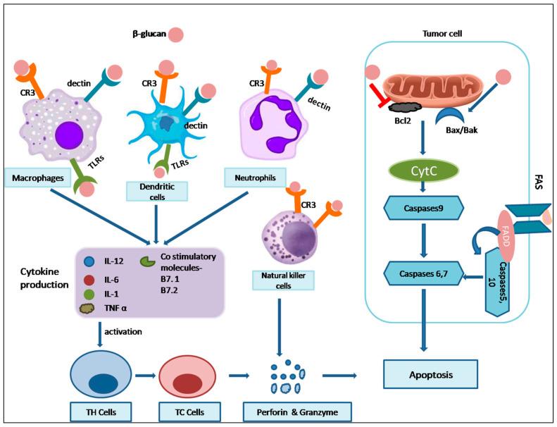 https://cdn.ncbi.nlm.nih.gov/pmc/blobs/8d45/10975496/34df85cecc8d/nutrients-16-00900-g005.jpg