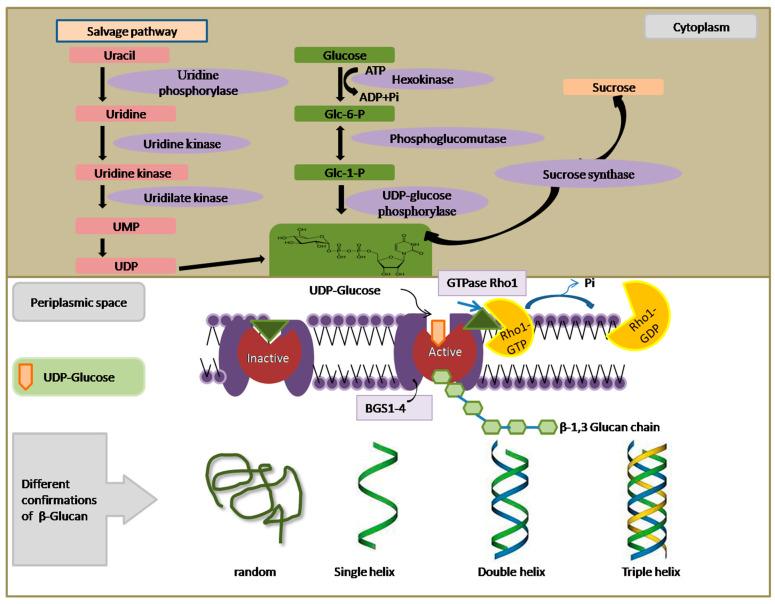 https://cdn.ncbi.nlm.nih.gov/pmc/blobs/8d45/10975496/fae12d1e2b96/nutrients-16-00900-g002.jpg