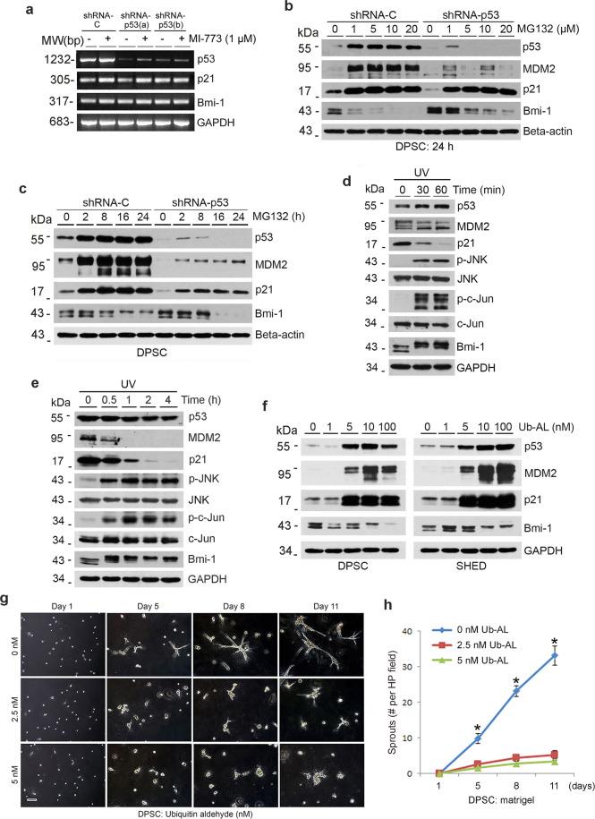 https://cdn.ncbi.nlm.nih.gov/pmc/blobs/8d45/8225874/58844ec5fba8/41419_2021_3925_Fig6_HTML.jpg