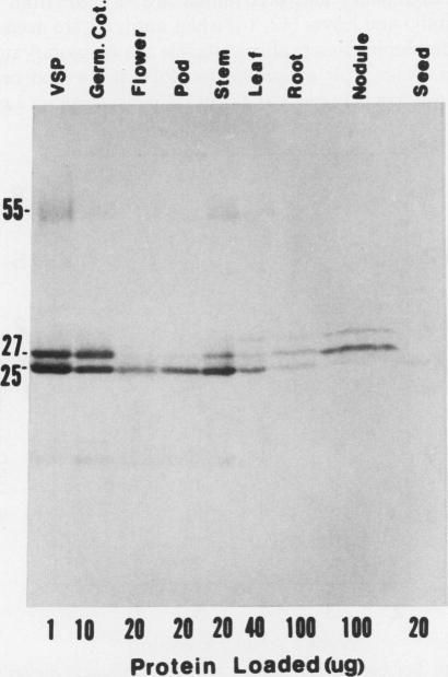https://cdn.ncbi.nlm.nih.gov/pmc/blobs/8d47/1061877/8d22b237c745/plntphys00643-0031-a.jpg