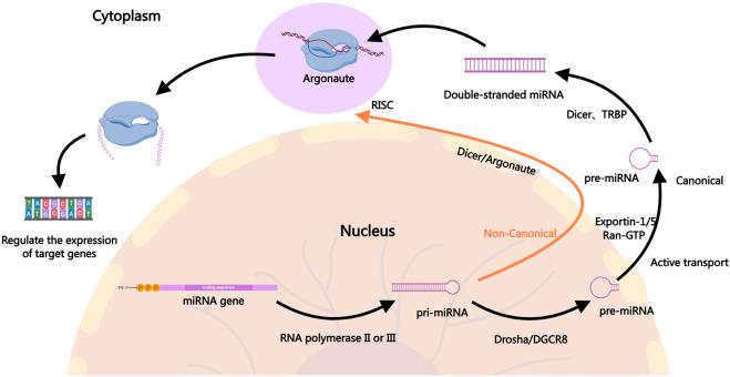 https://cdn.ncbi.nlm.nih.gov/pmc/blobs/8d47/11774998/7b3d3e303540/fcell-12-1499111-g001.jpg