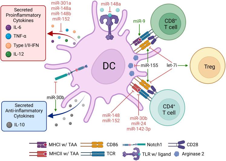 https://cdn.ncbi.nlm.nih.gov/pmc/blobs/8d4c/9554277/dd47521b9f0e/fimmu-13-929677-g004.jpg