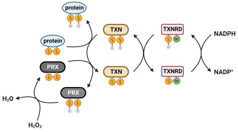 https://cdn.ncbi.nlm.nih.gov/pmc/blobs/8d51/10135697/ce0dce6fddfa/antioxidants-12-00944-g001.jpg