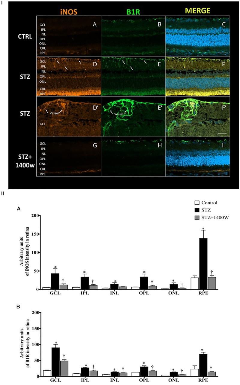 https://cdn.ncbi.nlm.nih.gov/pmc/blobs/8d51/6449803/59bb85f0e61f/fphar-10-00300-g006.jpg