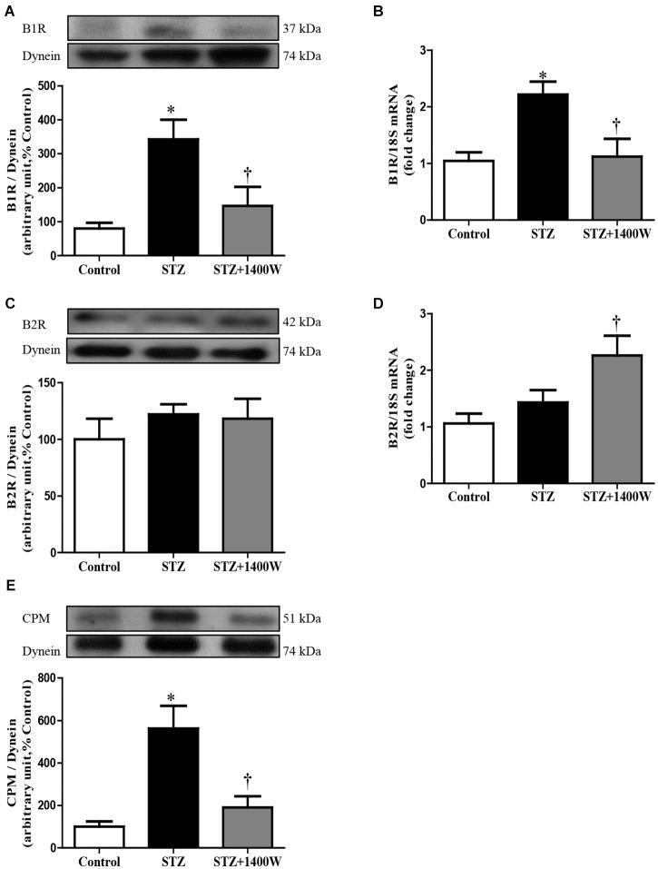 https://cdn.ncbi.nlm.nih.gov/pmc/blobs/8d51/6449803/93c524925987/fphar-10-00300-g002.jpg