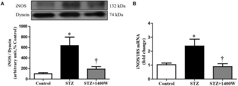 https://cdn.ncbi.nlm.nih.gov/pmc/blobs/8d51/6449803/9a0755718d19/fphar-10-00300-g001.jpg