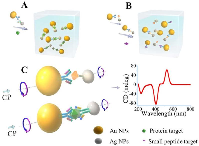 https://cdn.ncbi.nlm.nih.gov/pmc/blobs/8d54/10669140/c7f19898ac45/biosensors-13-00977-g002.jpg