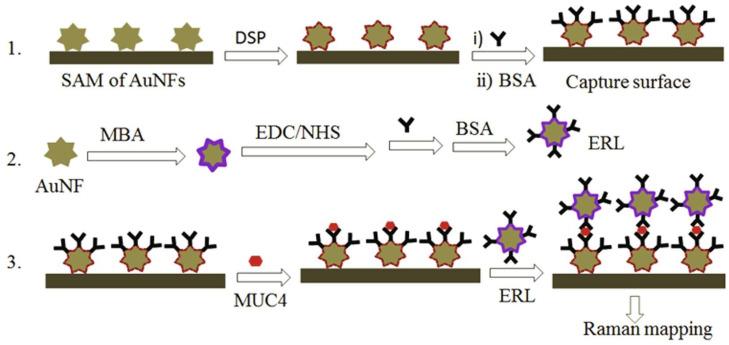https://cdn.ncbi.nlm.nih.gov/pmc/blobs/8d54/10669140/fb34b594d771/biosensors-13-00977-g005.jpg