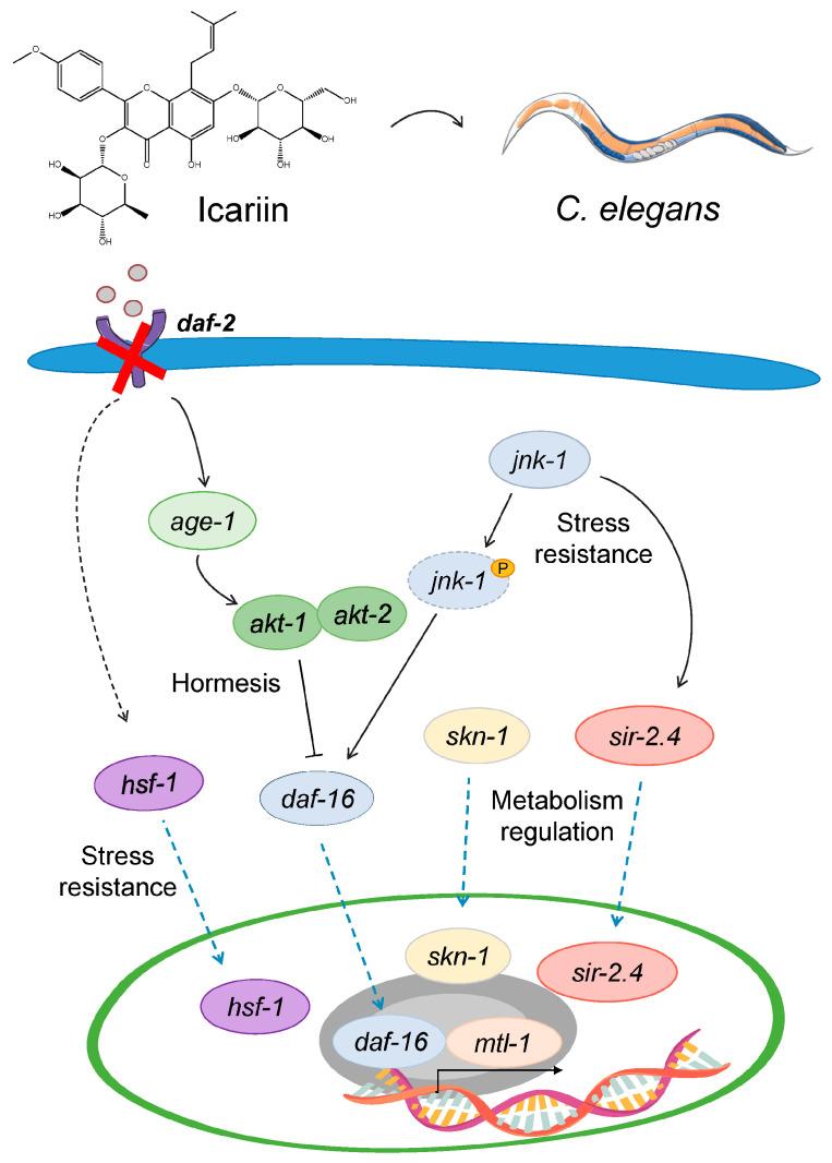 https://cdn.ncbi.nlm.nih.gov/pmc/blobs/8d56/10778813/e1fd7d93cc1c/ijms-25-00352-g006.jpg
