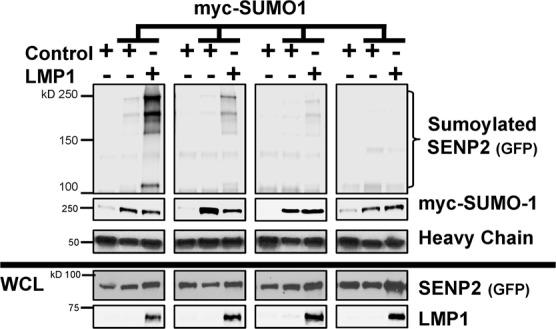 https://cdn.ncbi.nlm.nih.gov/pmc/blobs/8d56/6606635/3277030e0e54/41598_2019_45825_Fig8_HTML.jpg