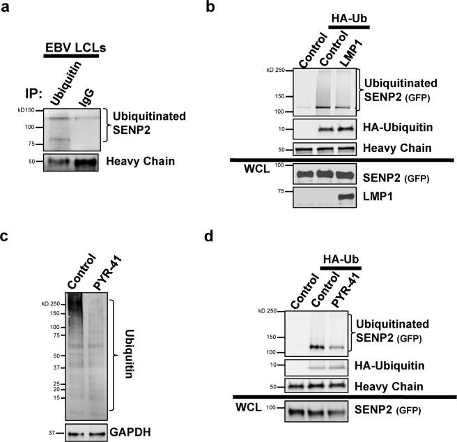 https://cdn.ncbi.nlm.nih.gov/pmc/blobs/8d56/6606635/b7de32aeab70/41598_2019_45825_Fig10_HTML.jpg