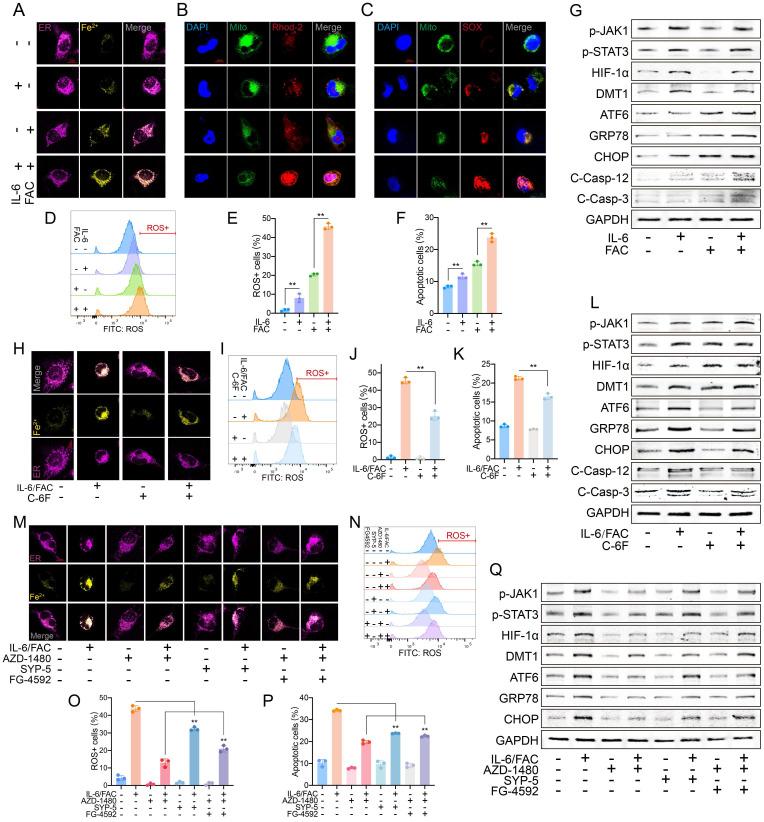 https://cdn.ncbi.nlm.nih.gov/pmc/blobs/8d57/11379073/4cad992b5cb0/ijbsv20p4222g004.jpg