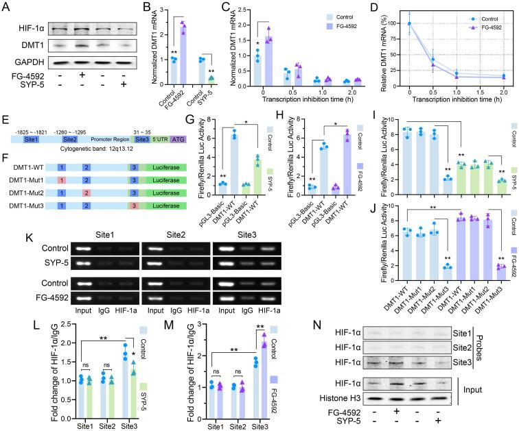 https://cdn.ncbi.nlm.nih.gov/pmc/blobs/8d57/11379073/68668cb4487c/ijbsv20p4222g005.jpg