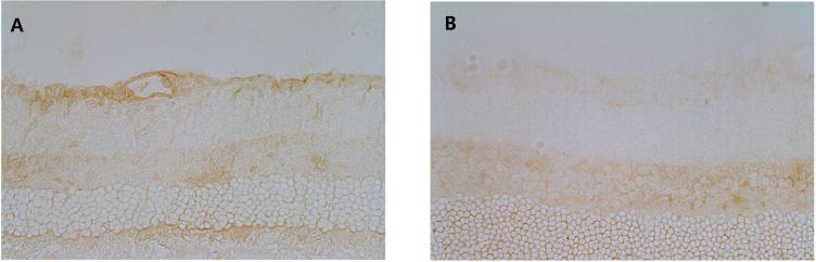 https://cdn.ncbi.nlm.nih.gov/pmc/blobs/8d57/3724955/ca58fc7189dc/mv-v19-1667-f5.jpg