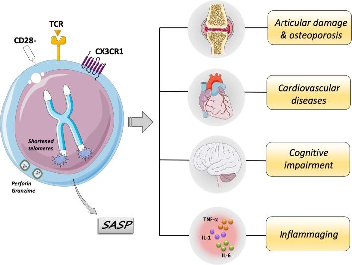https://cdn.ncbi.nlm.nih.gov/pmc/blobs/8d5a/7068869/3db3563762e2/12979_2020_178_Fig1_HTML.jpg