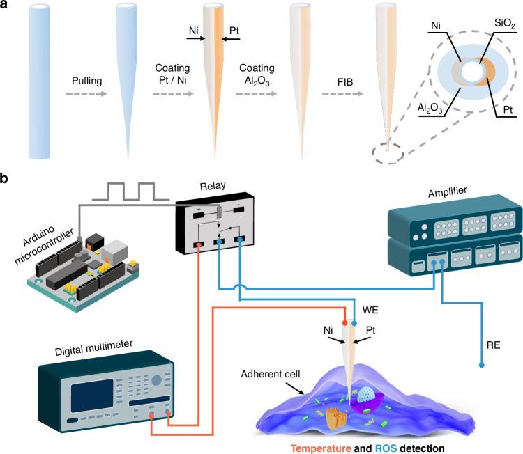 https://cdn.ncbi.nlm.nih.gov/pmc/blobs/8d5b/11577004/c2eb4fbdadf0/41378_2024_814_Fig1_HTML.jpg