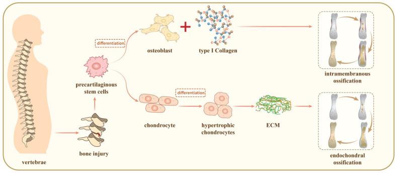 https://cdn.ncbi.nlm.nih.gov/pmc/blobs/8d61/11433020/97d0c2edc385/jpm-14-00957-g001.jpg