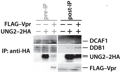 https://cdn.ncbi.nlm.nih.gov/pmc/blobs/8d62/3265533/9607c110691c/pone.0030939.g002.jpg
