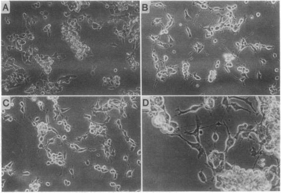 https://cdn.ncbi.nlm.nih.gov/pmc/blobs/8d62/54104/785aeafefdb9/pnas01036-0322-a.jpg