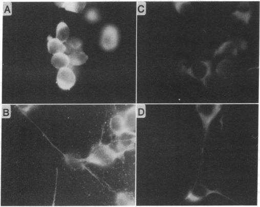 https://cdn.ncbi.nlm.nih.gov/pmc/blobs/8d62/54104/d69c01207da5/pnas01036-0325-a.jpg