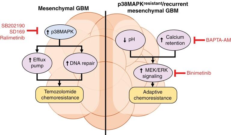 https://cdn.ncbi.nlm.nih.gov/pmc/blobs/8d65/11226874/47cef39dbdac/noae028_iffig1.jpg