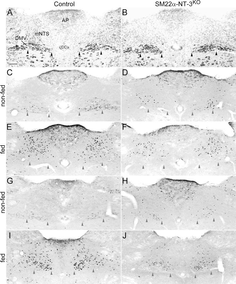 https://cdn.ncbi.nlm.nih.gov/pmc/blobs/8d65/3882559/3f0057b0ea73/zh60221383480003.jpg