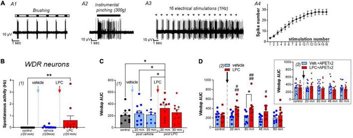 https://cdn.ncbi.nlm.nih.gov/pmc/blobs/8d6f/9239072/0dfb047bad3b/fnmol-15-880651-g002.jpg