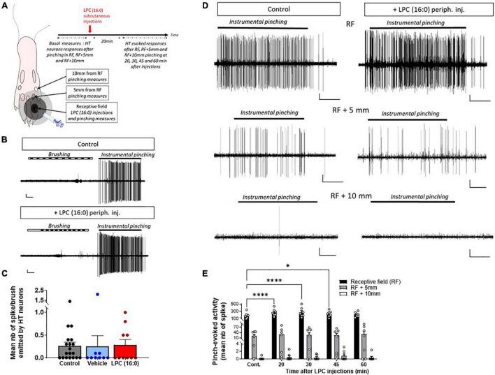 https://cdn.ncbi.nlm.nih.gov/pmc/blobs/8d6f/9239072/214228bb59dc/fnmol-15-880651-g006.jpg