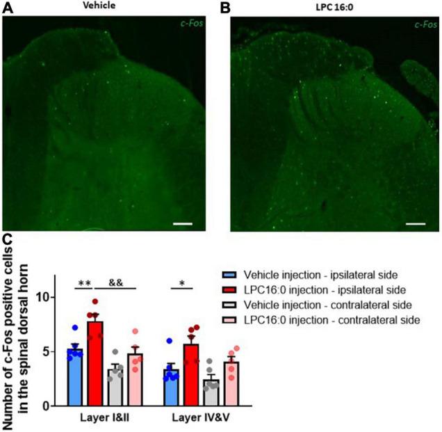 https://cdn.ncbi.nlm.nih.gov/pmc/blobs/8d6f/9239072/67d97a504afd/fnmol-15-880651-g005.jpg