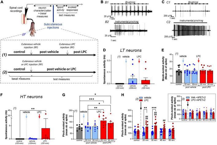 https://cdn.ncbi.nlm.nih.gov/pmc/blobs/8d6f/9239072/f38d7d26753e/fnmol-15-880651-g001.jpg