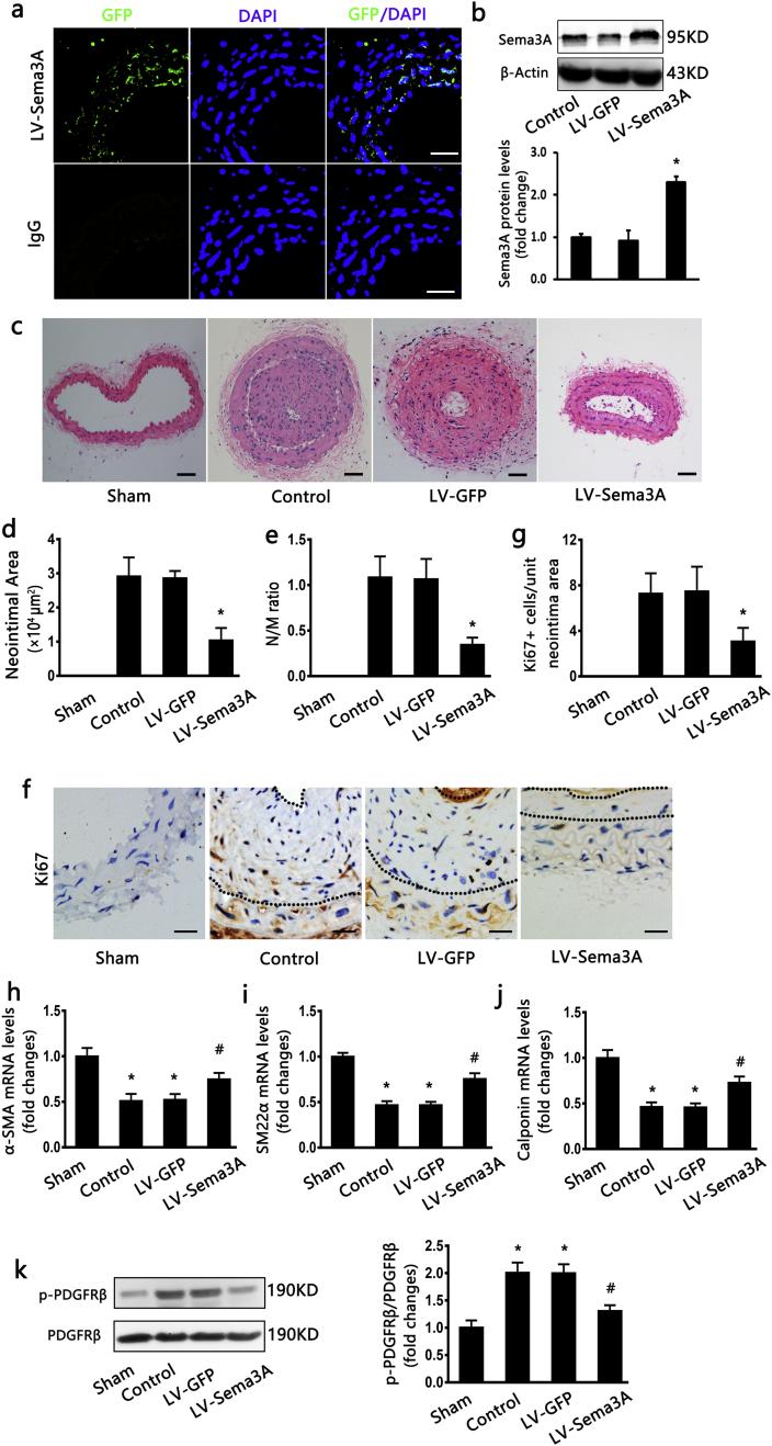 https://cdn.ncbi.nlm.nih.gov/pmc/blobs/8d72/6355729/b80c00f4c1f0/gr7.jpg