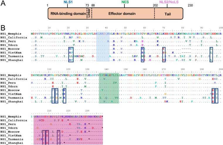 https://cdn.ncbi.nlm.nih.gov/pmc/blobs/8d72/6912104/8733c5fe1fd8/JVI.00999-19-f0008.jpg