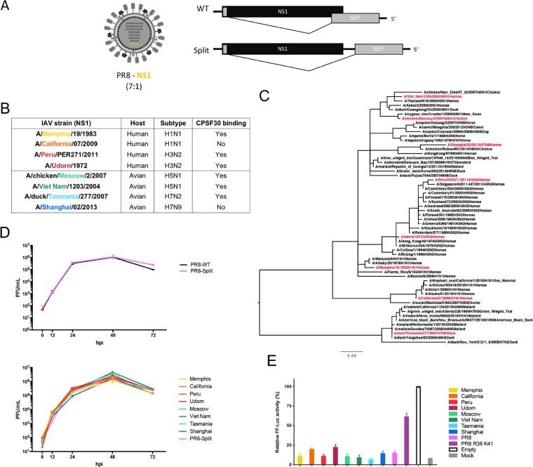 https://cdn.ncbi.nlm.nih.gov/pmc/blobs/8d72/6912104/b41eac714805/JVI.00999-19-f0001.jpg